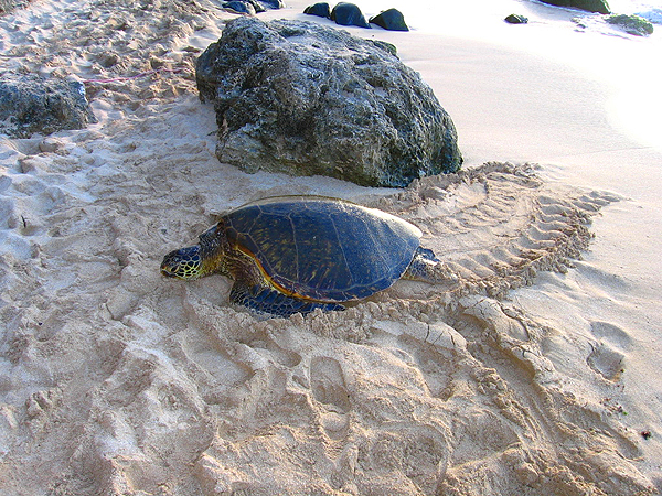 Sea Turtle１