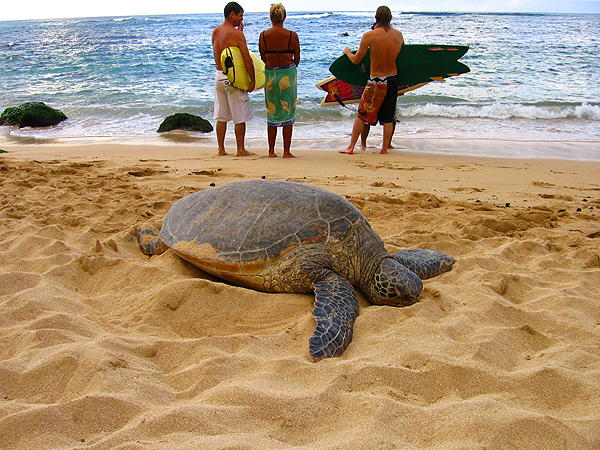 Green Sea Turtle