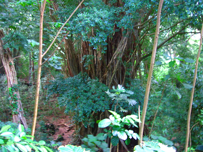 マノアのジャングル