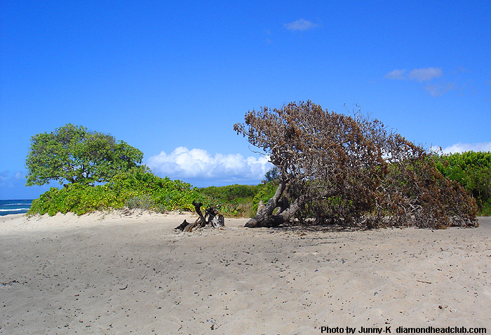 モクレイアビーチの木