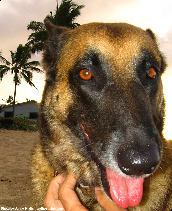 DogP