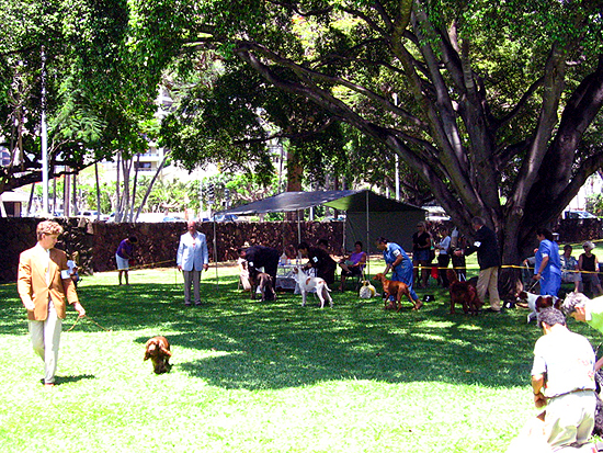 Dog Show1