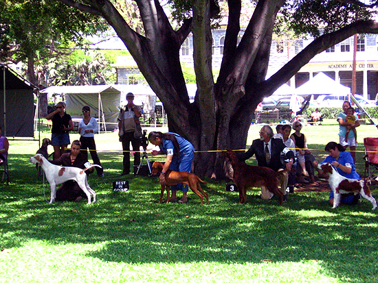 Dog Show2
