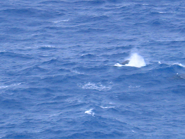 マカプウから見下ろすクジラ２
