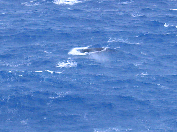 マカプウから見下ろすクジラ４