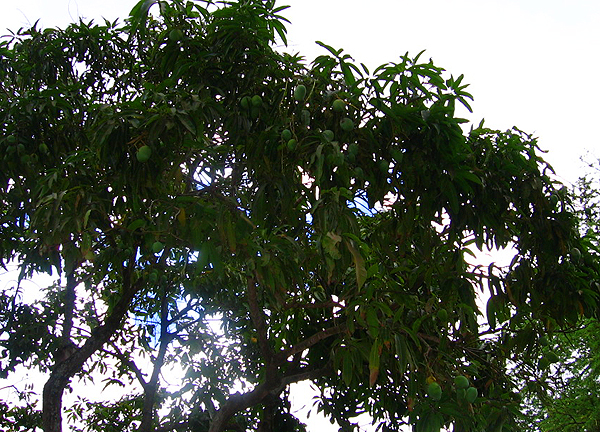 ハレイワのマンゴーの木