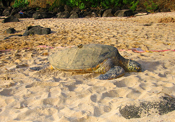 Turtle